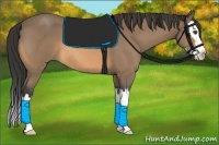 Horse Color:Buckskin Roan Splash 