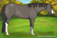 Horse Color:Smoky Grullo 