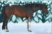 Horse Color:Brown Tobiano 
