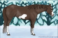 Horse Color:Liver Chestnut Splash Frame Rabicano 