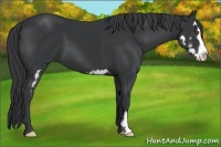 Horse Color:Black Splash Frame