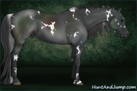 Horse Color:White Spotted Black