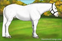 Horse Color:Silver Buckskin Ice Sabino 