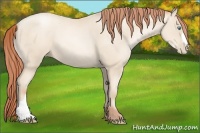 Horse Color:Classic Cream Champagne Pearl