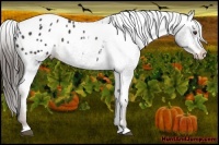 Horse Color:Liver Chestnut Appaloosa