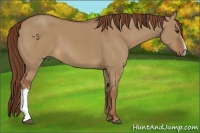 Horse Color:Red Dun 
