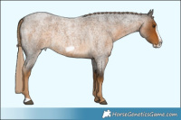 Horse Color:Chocolate Palomino Roan Frame Rabicano 