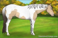 Horse Color:Amber Cream Champagne Tobiano