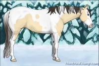 Horse Color:Amber Champagne Dun Splash Tobiano 