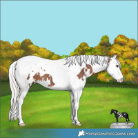 Horse Color:White Spotted Silver Black Splash Tobiano 