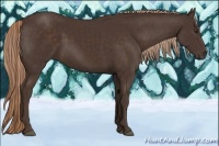 Horse Color:Liver Chestnut 