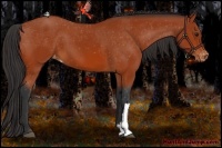 Horse Color:Bay Appaloosa