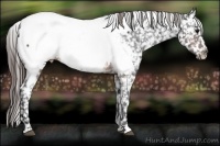 Horse Color:Brown Appaloosa 