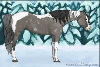 Horse Color:Grullo Roan Splash Tobiano 
