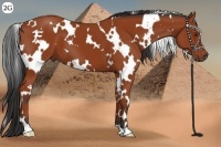 Horse Color:White Spotted Bay 