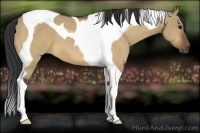 Horse Color:Bay Dun Tobiano