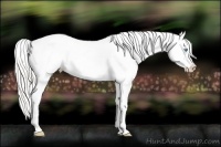 Horse Color:Silver Amber Cream Champagne Pearl Appaloosa