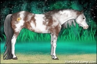 Horse Color:White Spotted Bay Sabino Rabicano