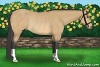 Horse Color:Buckskin Rabicano