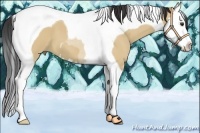 Horse Color:Bay Dun Splash Tobiano