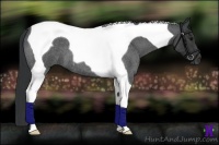 Horse Color:Blue Roan Tobiano