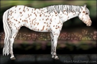 Horse Color:Silver Bay Sabino Appaloosa 