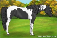Horse Color:Black Tobiano 