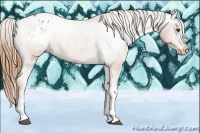 Horse Color:Chestnut Appaloosa