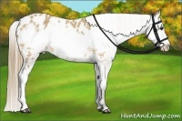 Horse Color:Buckskin Frame Appaloosa 