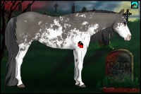 Horse Color:Grullo Sabino 