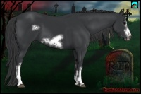 Horse Color:White Spotted Black Frame 