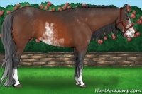 Horse Color:Bay Sabino 