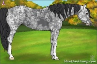 Horse Color:Black Ice 