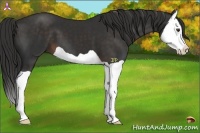 Horse Color:Liver Chestnut Splash 