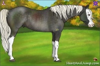 Horse Color:Liver Chestnut Splash Rabicano