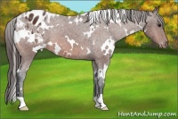 Horse Color:White Spotted Bay Appaloosa 
