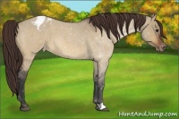 Horse Color:Bay Roan Dun Appaloosa