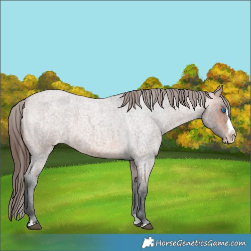 Horse Color:Bay Roan Splash Appaloosa