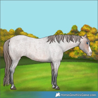Horse Color:Bay Roan Splash Appaloosa 