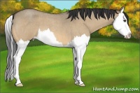 Horse Color:Buckskin Roan Dun Splash