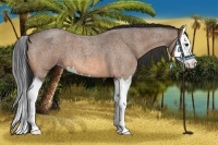 Horse Color:Buckskin Roan Splash 