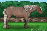 Horse Color:Silver Bay Roan 
