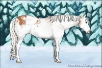 Horse Color:White Spotted Silver Bay Splash 