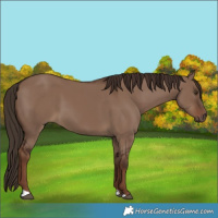 Horse Color:Liver Red Dun 