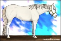 Horse Color:Perlino Dun Splash 