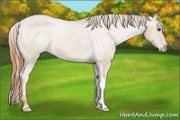 Horse Color:Chestnut Appaloosa Rabicano