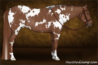 Horse Color:White Spotted Chestnut Rabicano 