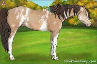 Horse Color:White Spotted Amber Champagne 
