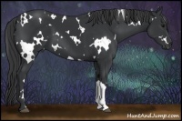Horse Color:White Spotted Black 