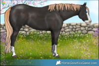Horse Color:Liver Chestnut Splash 